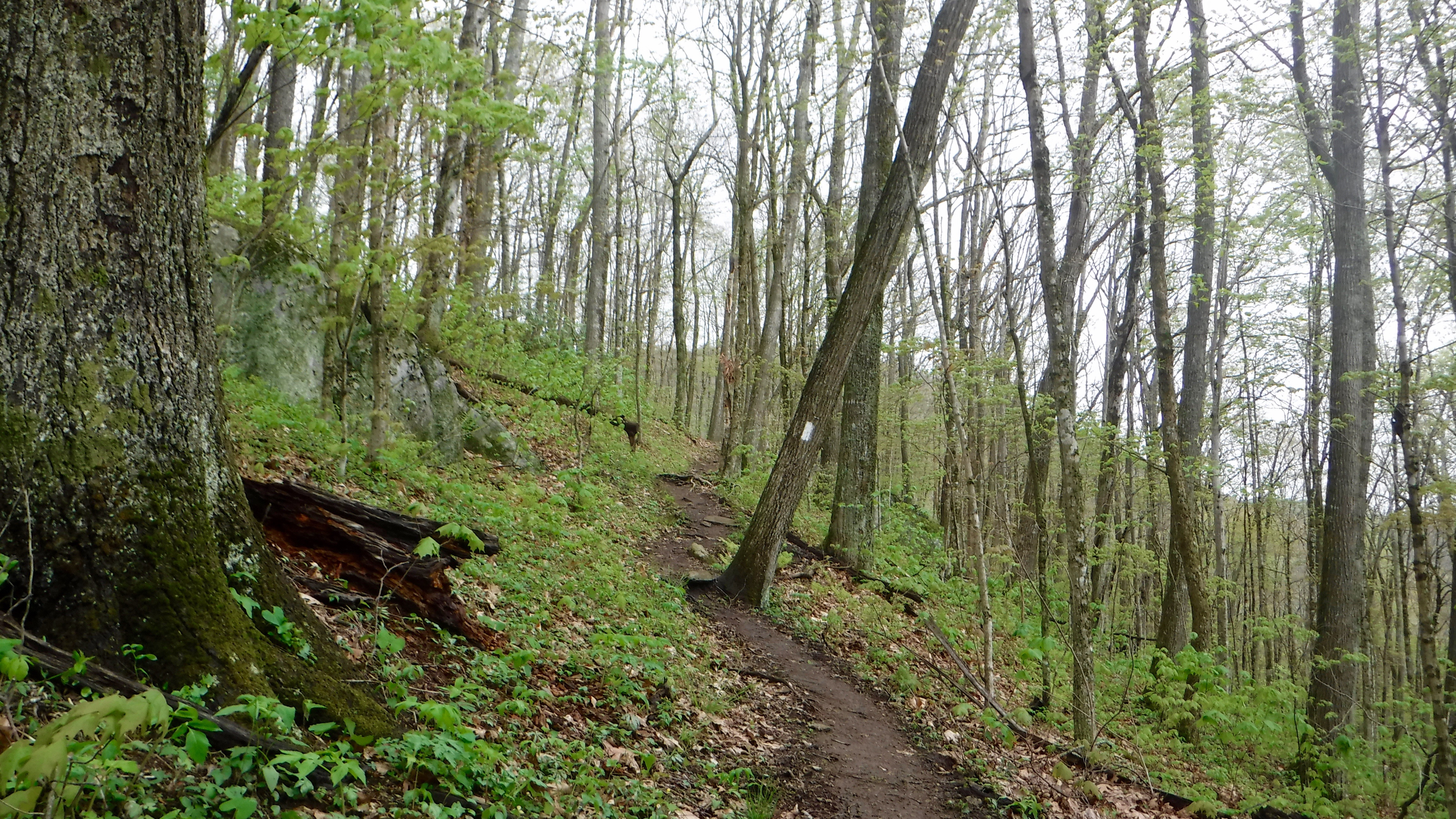 Hogback Ridge Reserve AT 2017: Day 25, Jerry Cabin Shelter to Hogback Ridge Shelter | Hike ...