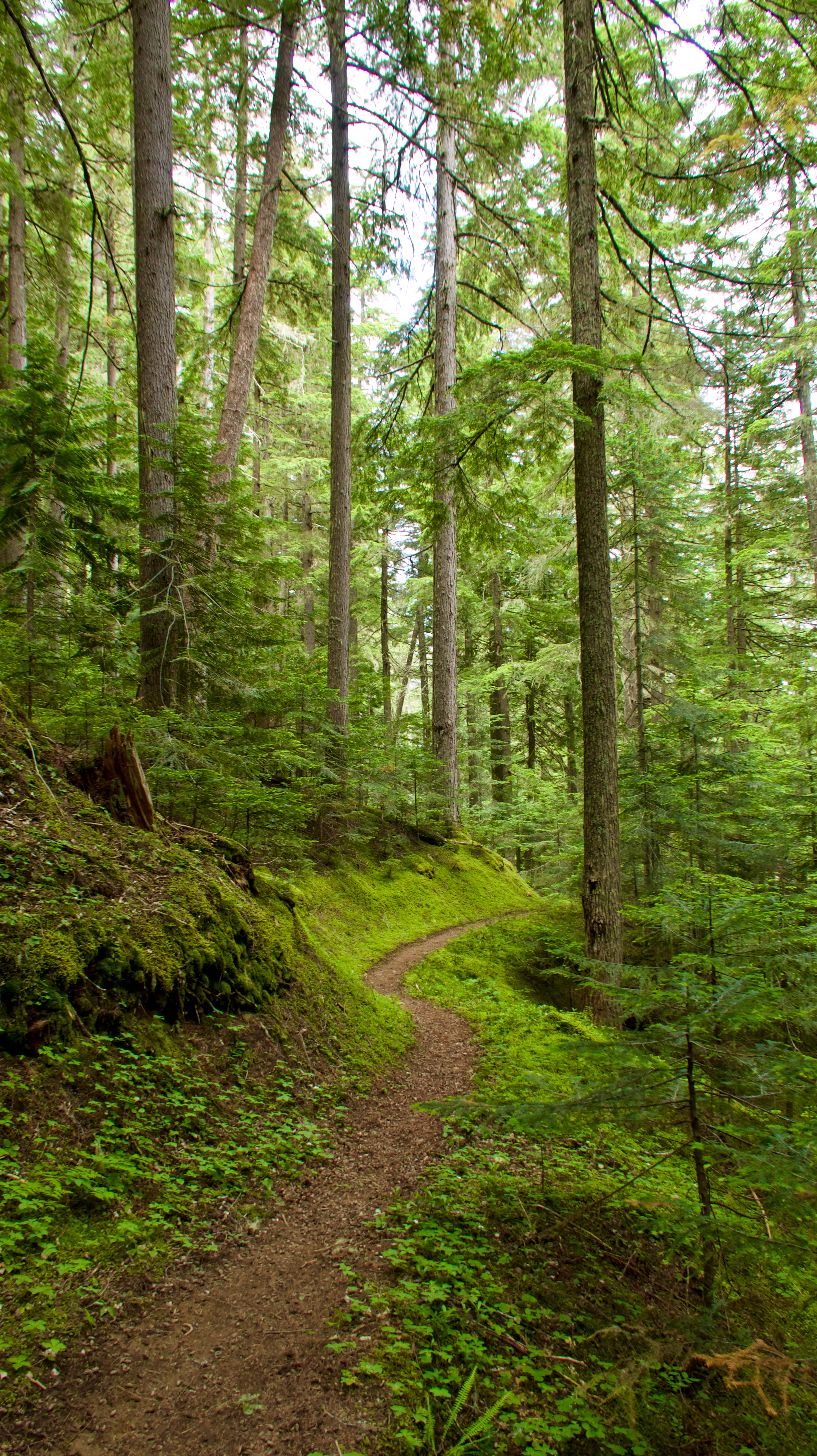 Pleasant Path PCT 2019: Day 63, Tentsite at Mile 2557.6 to Vista Creek | Hike with ...