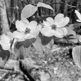 Dogwood blossoms on the Pinhoti Trail